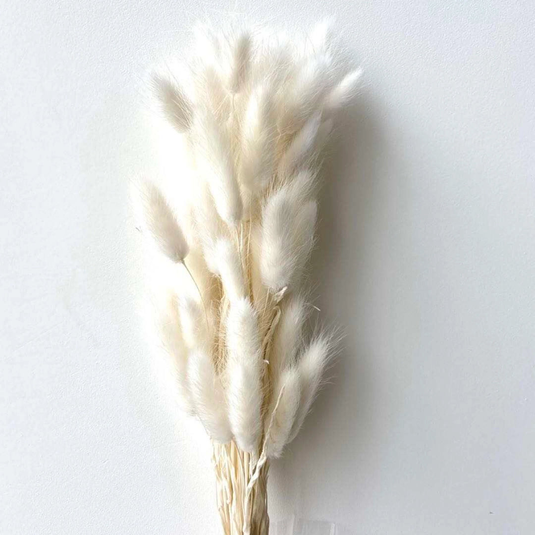 Bunny Tails Pampas Grass